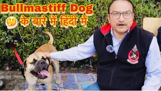 Why You Should Not Get A Bullmastiff Dog  के बारे में हिंदी में तथ्य