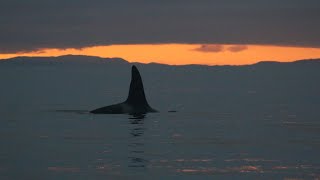 Whale watching trip off Gairloch, Scotland with rare sighting of Orca (Killer Whale)