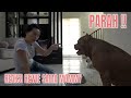 PARAH!! REAKSI HEWIE PITBULL  SAMA MOMMY