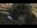 Orphaned gorillas being raised amid Congo's chaos.