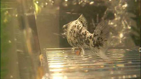 Dalmatian Molly giving birth