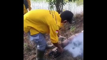 Cara Ampuh Basmi Tikus dengan Fogging – Dijamin Tikus Kabur!