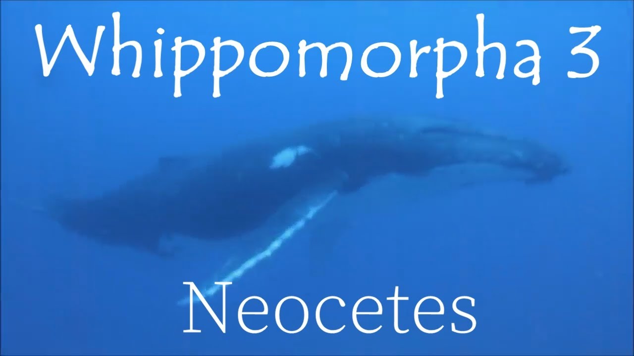 Evolution within Whales