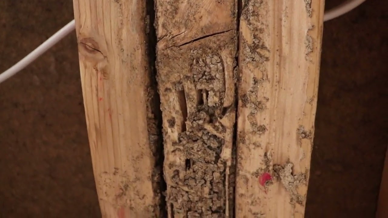 Wooden Beams Destroyed by Termites