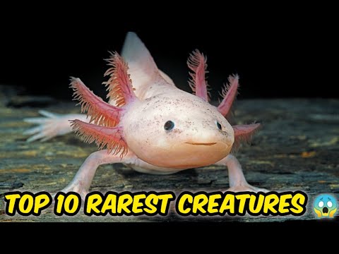 Top 10 Rarest TOP 10 RAREST ANIMALS IN THE WORLD 2026. 😱 - YouTube