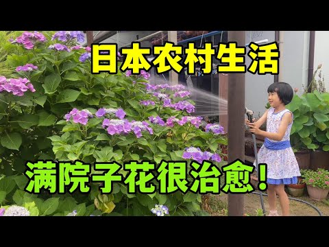 日本農村的慢生活：滿院的繡球花開，小貓咪在散步，好像一幅畫！