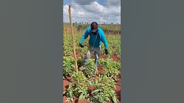 Làm giàn cà chua theo cách này