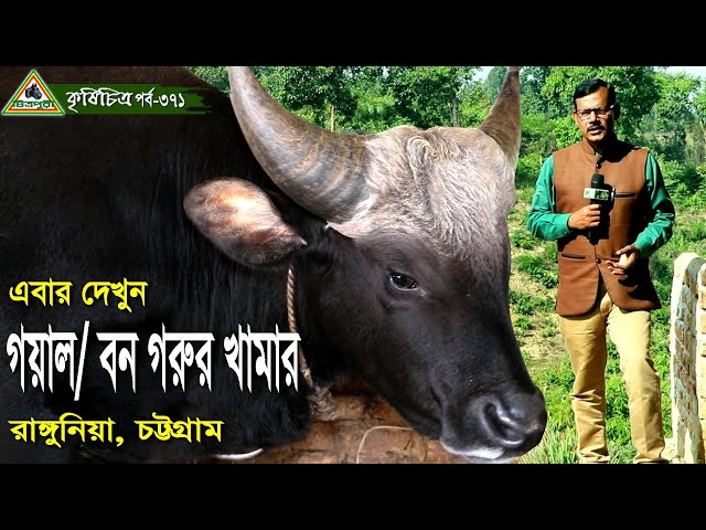 371-পাহাড়ি গয়াল/বন গরুর খামার, রাঙ্গুনিয়া, চট্টগ্রাম । চিত্রপুরী কৃষিচিত্র,Krishichitra class=