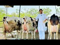 How to start dairy farm in 2024  full details  hindi  dairy farm in india