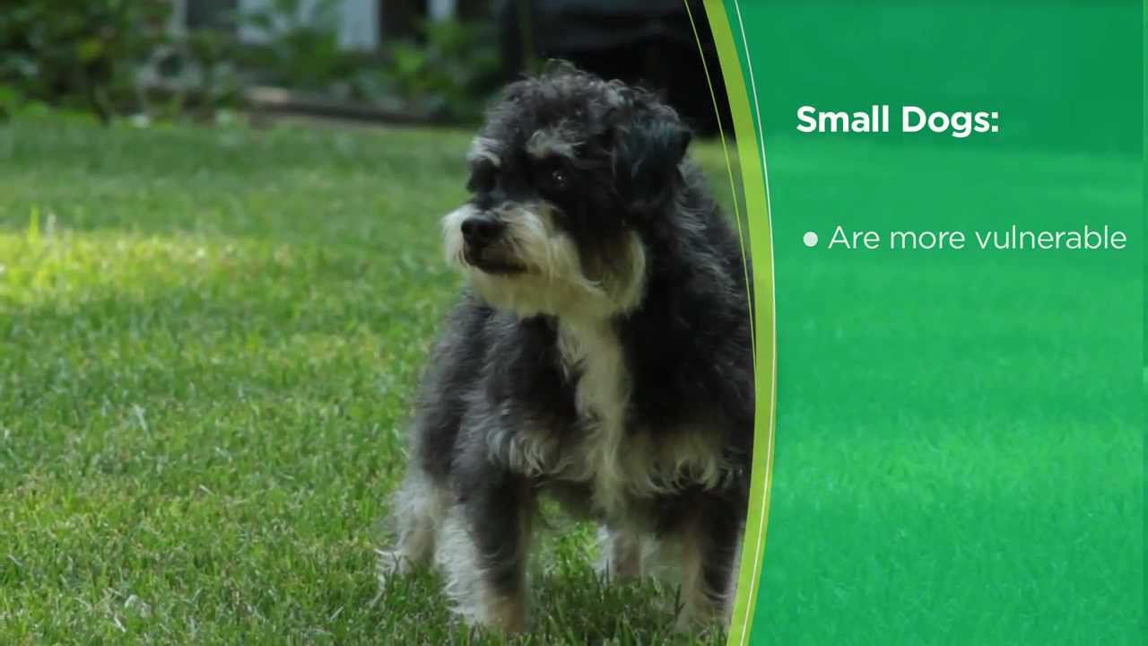 How to Choose the Right Puppy: Tips and Advice from Iams®