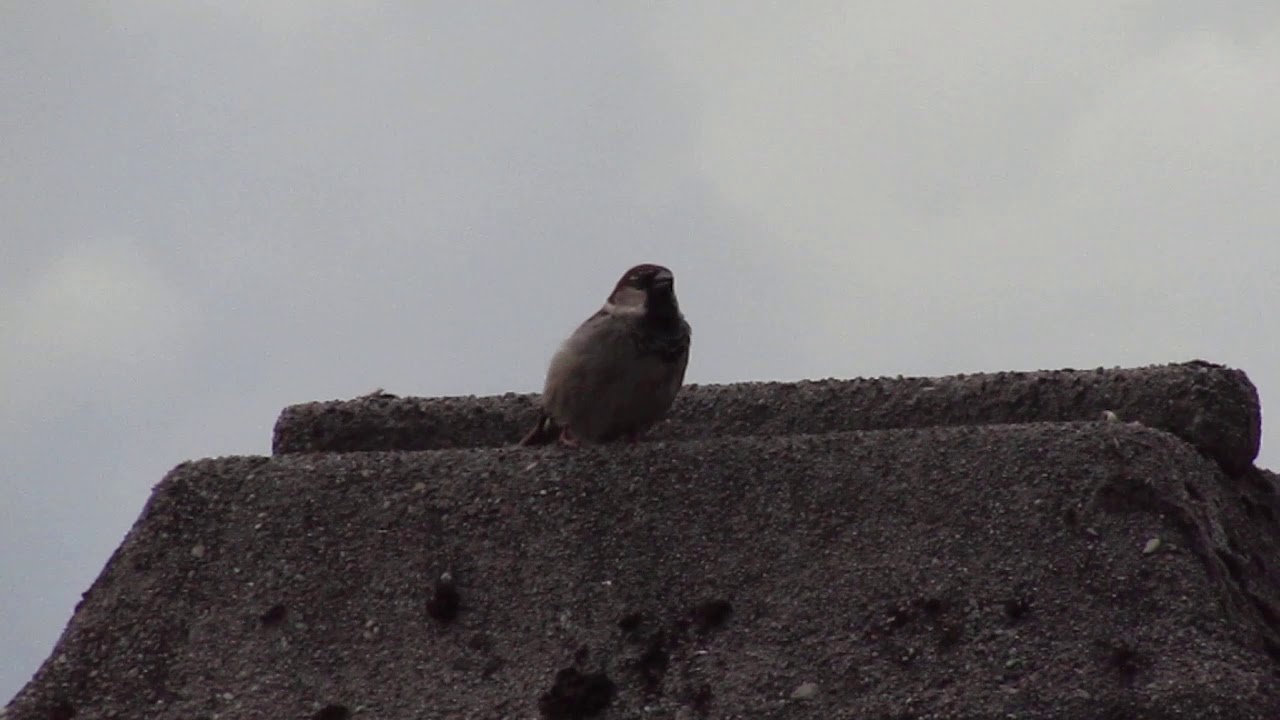 L'üselín sura al Camin