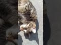 Güzelim Shorts Cat Kedi Sevimli Kedi
