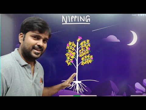 Napiying Nipping क्या होता है? | What is Nipping? - YouTube