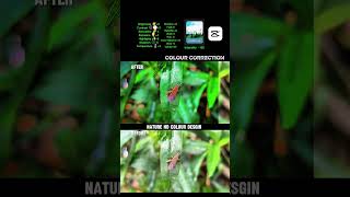 🐞 Insect Macro Colour Correction | Before vs After Nature Edit #beforeafterediting #capcutediting