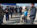 HAYVAN PAZARINA KANGAL KÖPEĞİNİ SATMAYA GELEN GENÇ KARDEŞİMİZLE SOHBET ETTİK!!