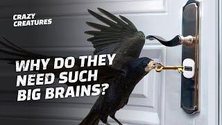 Are Crows the Smartest Birds in the World?