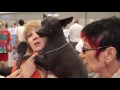 Владельцы собак о породе ксолоитцкуинтли на World Dog Show 2016
