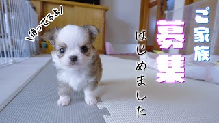 生後40日の赤ちゃんチワワは１日１日色んな変化(成長)があるんです🥰😍🥰