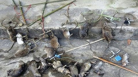 Cách chọn cạm bẫy chuột đồng, và cách sử dụng. anh em tham khảo