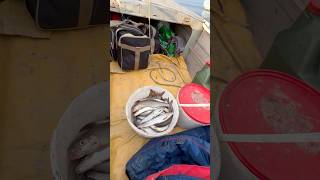 Поездка из Петербурга в Коми Край. #республикакоми #рыбалка #хариус #природа #деревенскаяжизнь