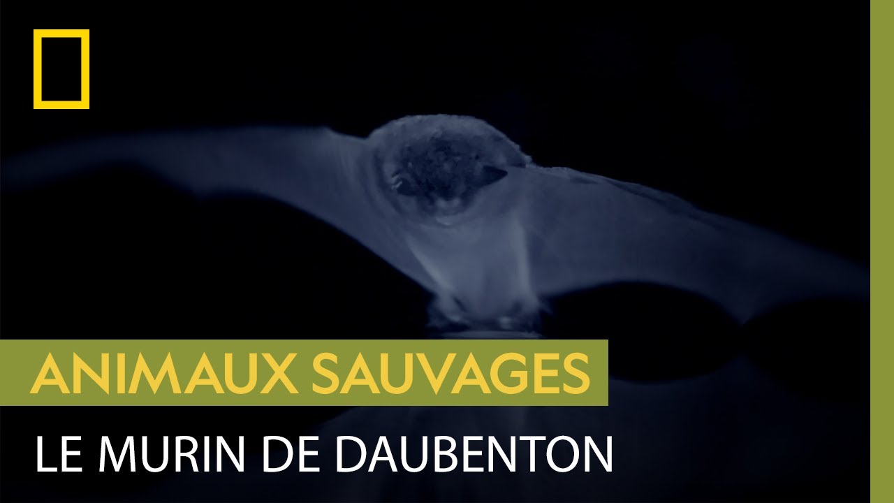 Le murin de Daubenton, chasseur nocturne d&#39;exception