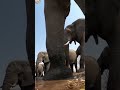 Elephant stood on our Go Pro!