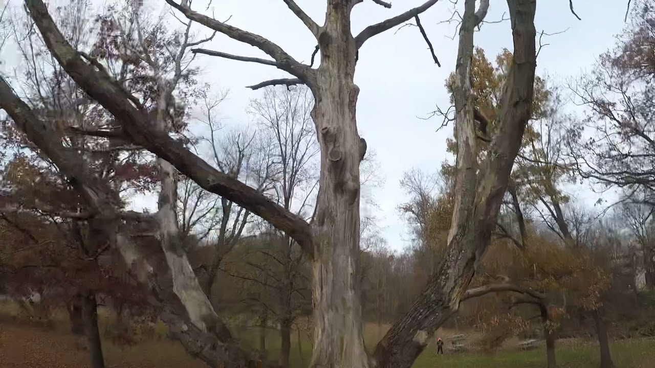 A Tree In Burholme Park.