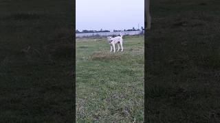 365_66 day #laddu #streetdog #anmil #dog laver👍👍👍🐕‍🦺🐕‍🦺🐕‍🦺🐕‍🦺🐕‍🦺🐕‍🦺🐕‍🦺🐕‍🦺🐕‍🦺