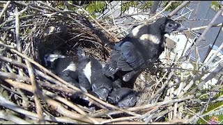 Nid De Pie Bavarde Dans Un Arbre Magpie Oisillons Brood Nest Petit Oiseau Chick France Youtube
