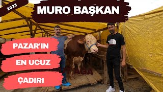 Muro Başkanın Çadırı | 2023 Kurbanlık Fiyatları