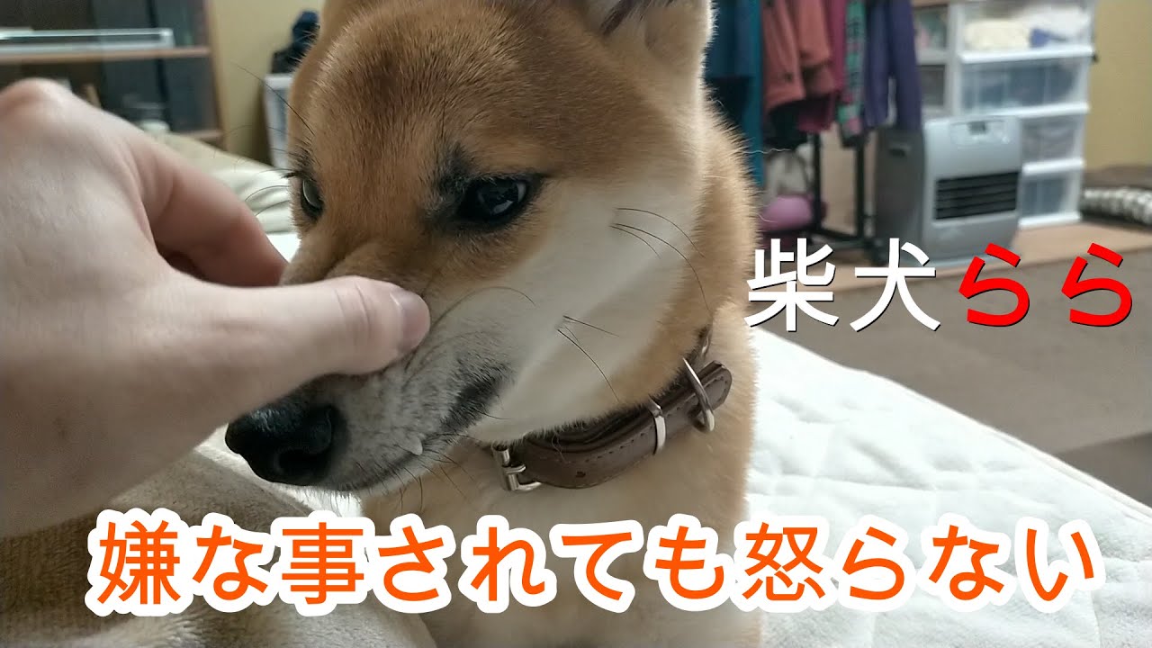 怒らない犬 Youtube