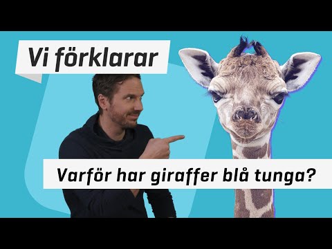 Video: Varför Har En Giraff En Blå Tunga?