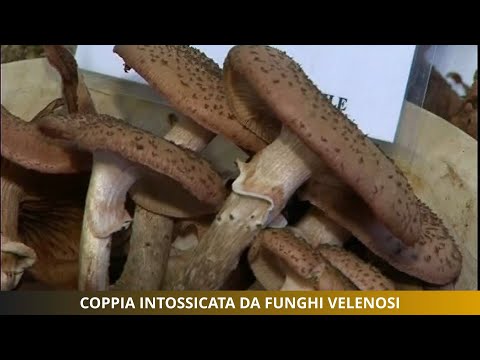 Video: Avvelenamento Da Funghi Velenosi: Sintomi, Pronto Soccorso, Trattamento, Conseguenze