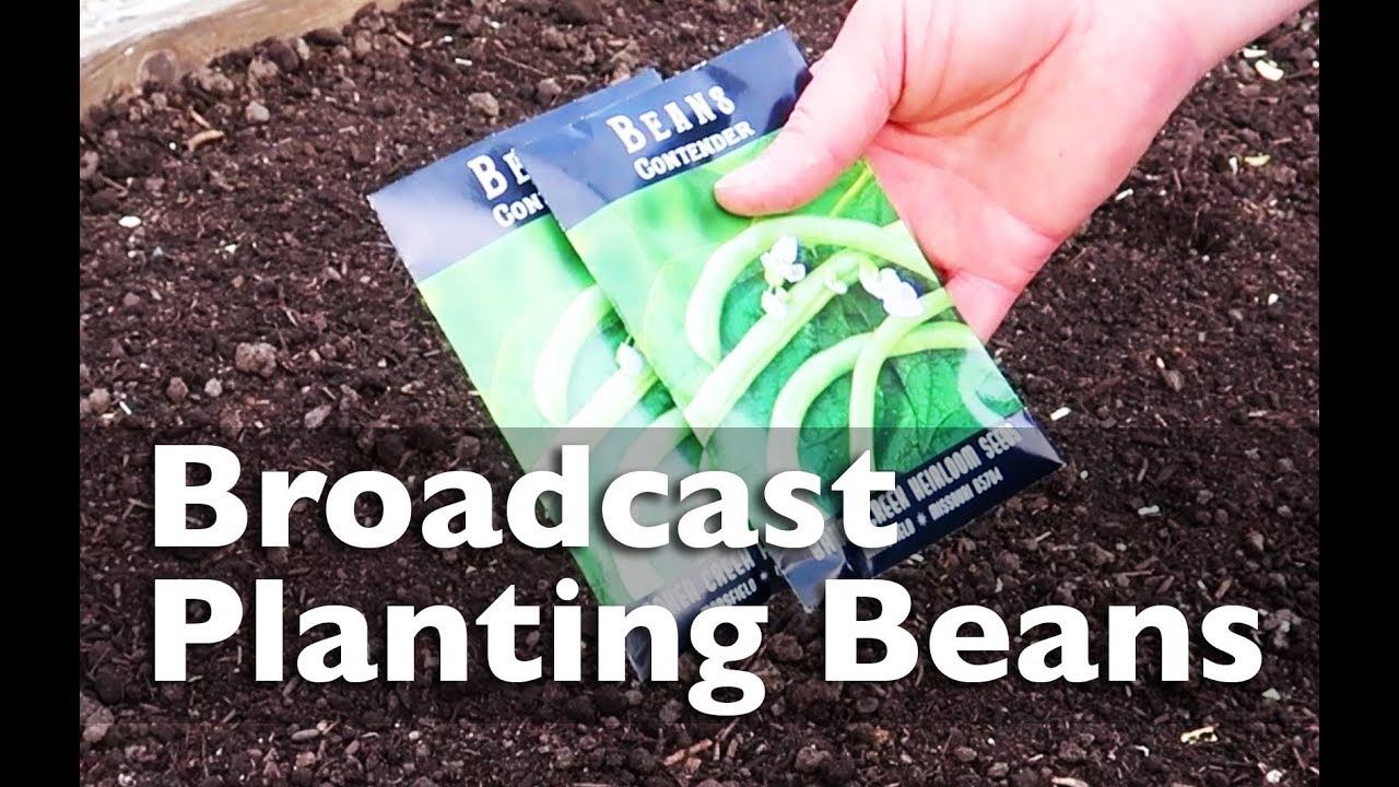 Broadcast Planting Bush Beans in a Raised Bed YouTube