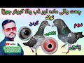 Pigeon male dahb wala and female chat wali