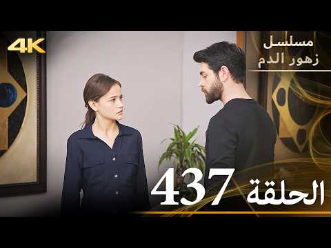 الحلقة 437 مسلسل زهور الدم مدبلج بالعربية Kan Çiçekleri جودة 4K