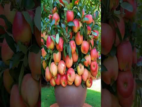 Videó: Vörös római almafák: Hogyan neveljünk vörös római almafát
