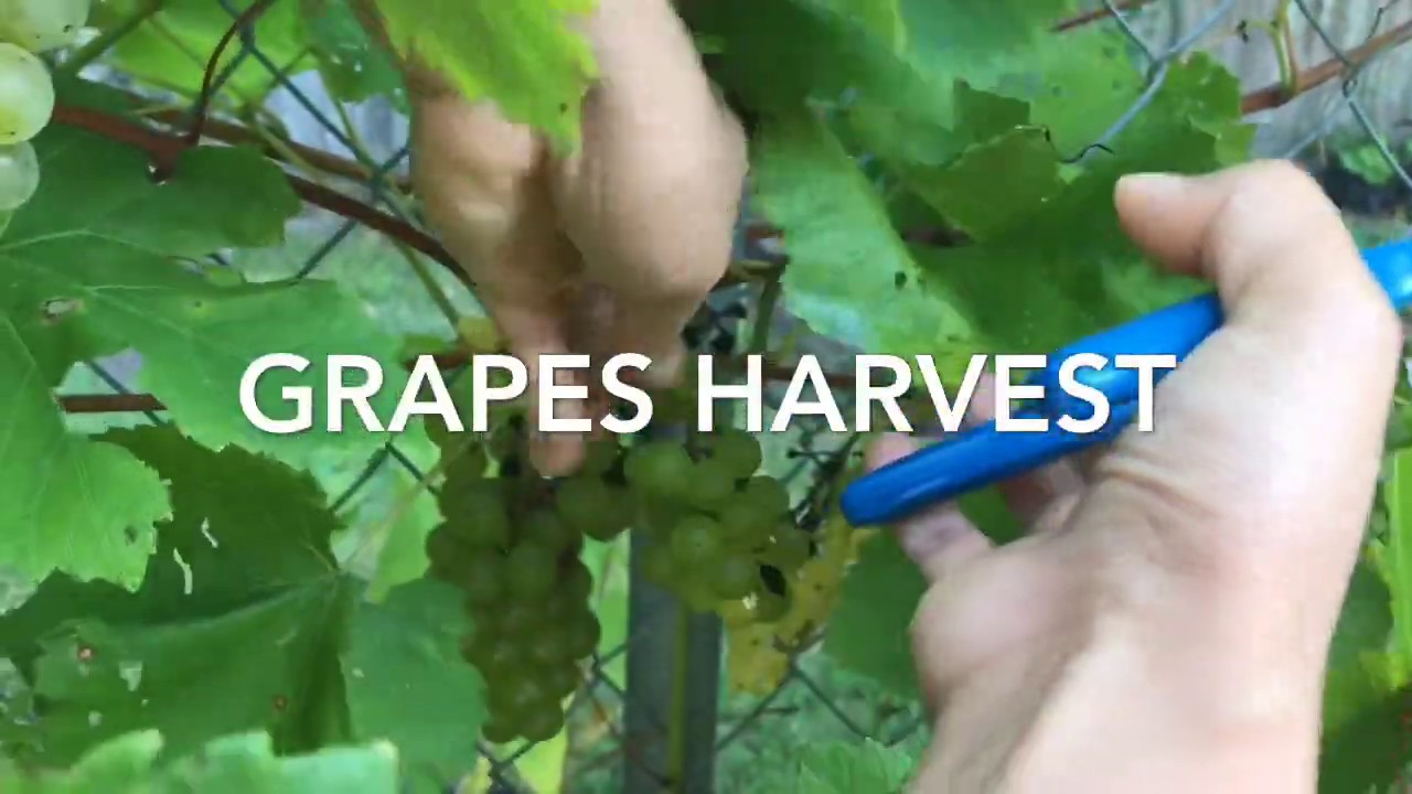 Backyard Grapes Care and Tips Turtle eats grapes! YouTube