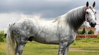 Орловская Лошадь , Современое Состояние Лошади