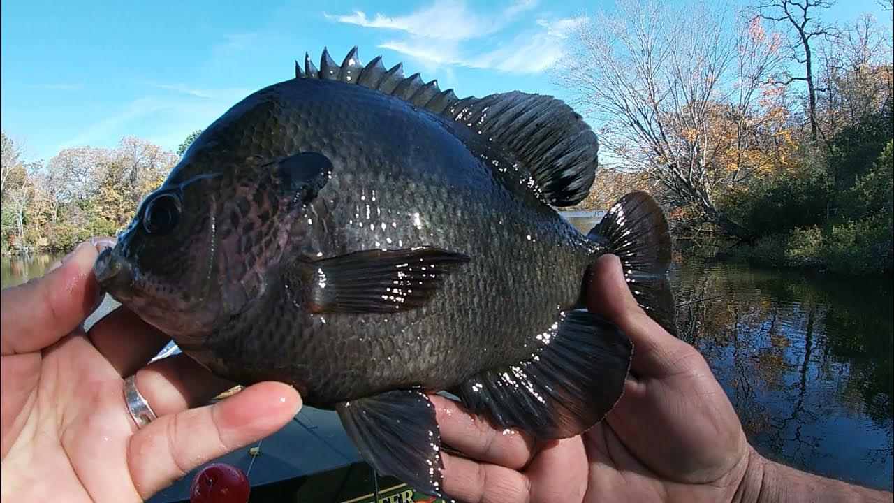 How To Catch Trout & Panfish Using CANNED CORN. ( TWO METHODS