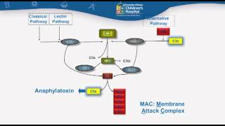 Alternative Pathway Features and Factors