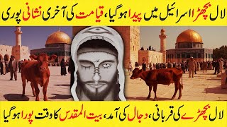 Yahoodion Ki Laal Bachray Ki Qurbani | Israel Sacrificing Red Heifer in April | third temple Resimi