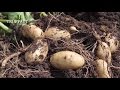 Comment planter des pommes de terre au potager  - Truffaut