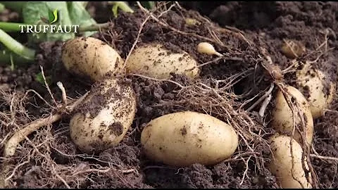 Quelle distance entre les rangs de pomme de terre ?