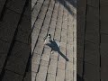 roof repair