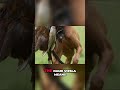 Vizsla Dogs: Everything You Need To Know!