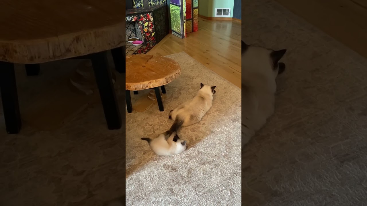 Small kitten is playing with big cat tail 