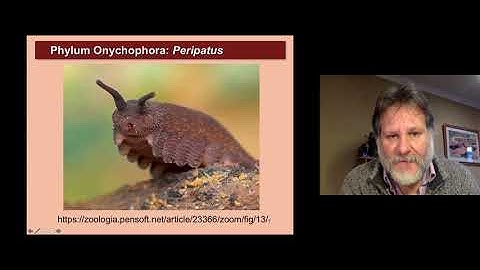 Arthropods Lecture Part 1