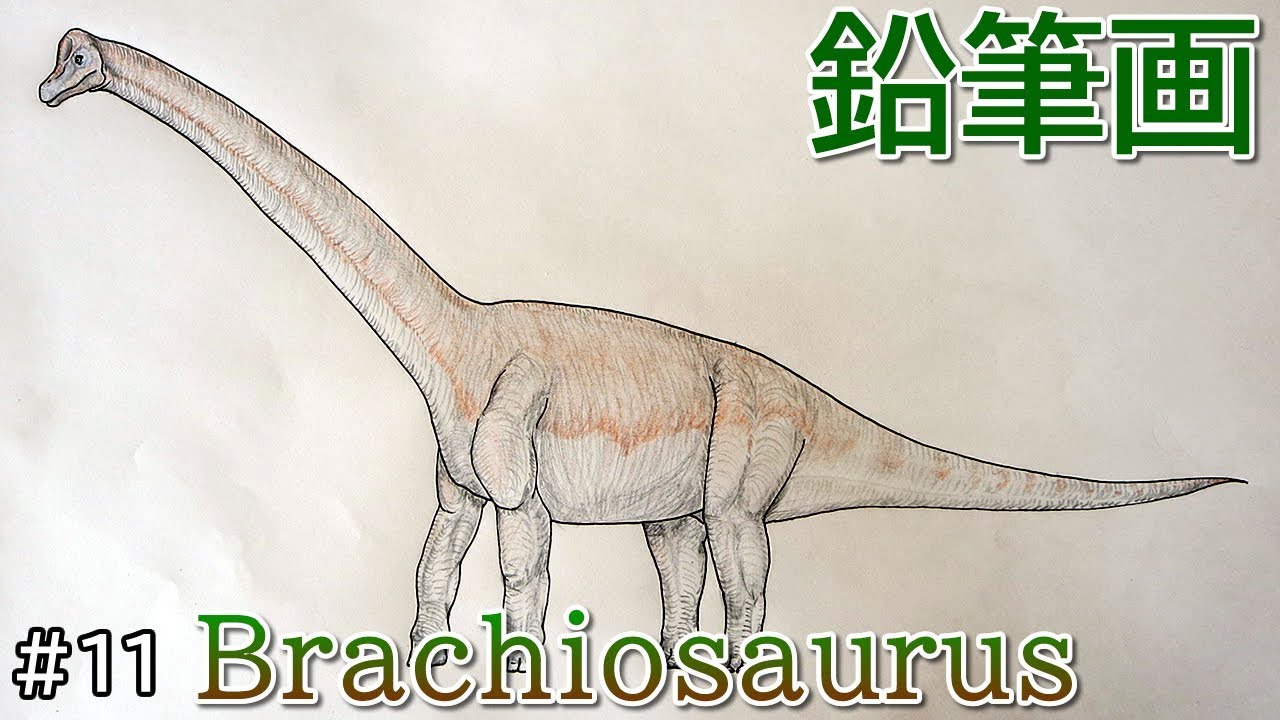 恐竜の描き方 ブラキオサウルス 鉛筆画 How To Draw Dinosaur Brachiosaurus Altithorax Youtube