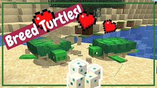 How to Breed Turtles - Minecraft Tutorial